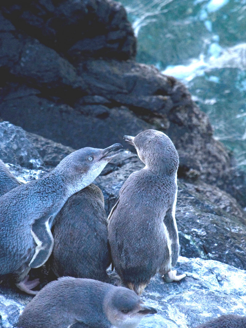 Pohatu Penguins 1